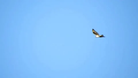 Flapping Booted Eagle In Blue Sky Stock Footage 222012708