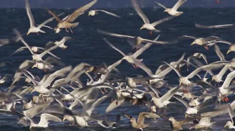 Flapping Diving Mass of Feeding Gulls Close slowmo Stock Footage 21756054