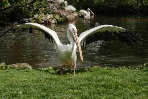 Flapping pelican 스톡 사진