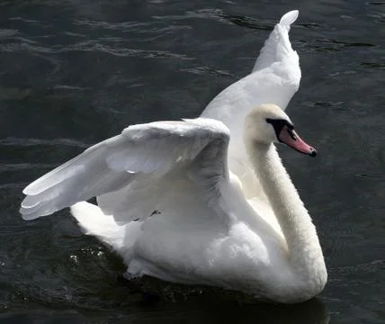 Flapping swan Stock Photos