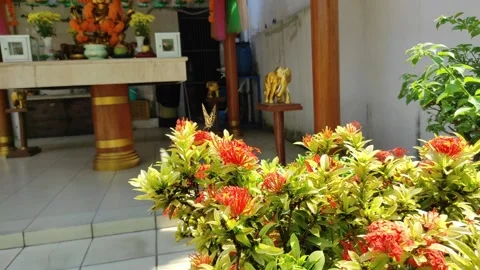 Flapping wings of a butterfly Stock Footage 265036266