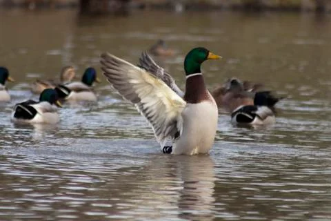 Flapping Wings Foto stock