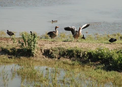 Flapping Wings Stock Photos