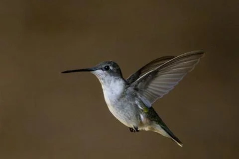 Flapping Wings Stock Photos