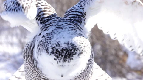 Flapping wings slow motion snowy owl Stock Footage 169722050