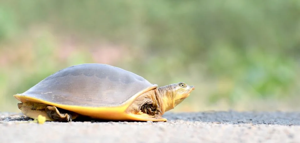 Flapshell Turtle of india. Stock Photos