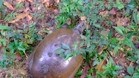 Flapshell Turtle with soft shell in Wilpattu National Park Sri Lanka on land Stock Footage 306566265