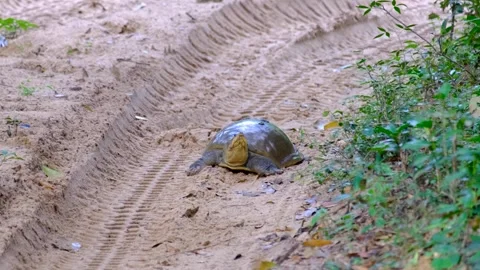 Flapshell Turtle with soft shell in Wilpattu National Park Sri Lanka on 4WD Stock Footage 306566280