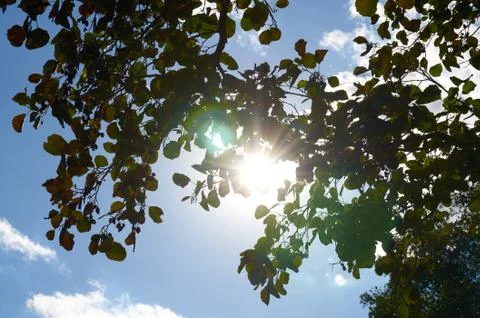 Flare effect produced by sunlight filtered between the branches of a tree Stock Photos
