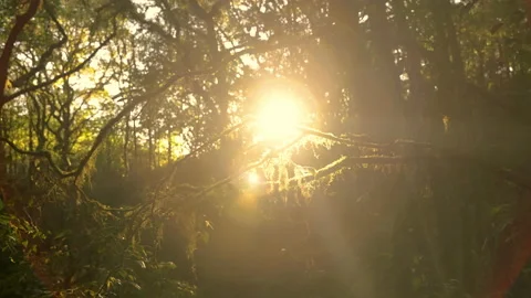 Flare of the evening sun emanating from the rainforest on a nature trail Stock Footage 145083369