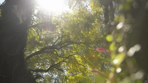 Flare Stock Footage 96316096