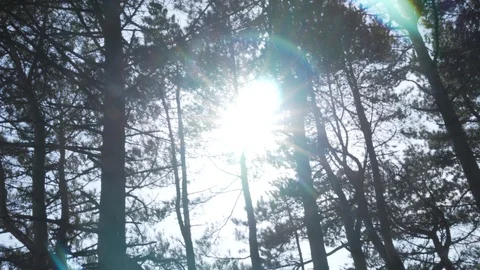 FLARE Stock Footage 124151633