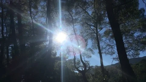 Flare Forest Stock Footage 84263872