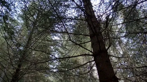 Flare in Forest Trees Stock-Footage 69912267