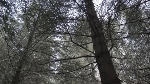Flare in Forest Trees Ungraded Stock-Footage 69912309