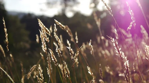 Flare grass Stock Footage 30342858