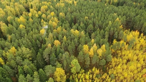 Flare launch in the forest aerial. Launch of a flare in the forest aerial Stock Footage 117102867