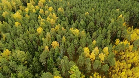 Flare launch in the forest aerial. Launch of a flare in the forest aerial Stock Footage 117117259