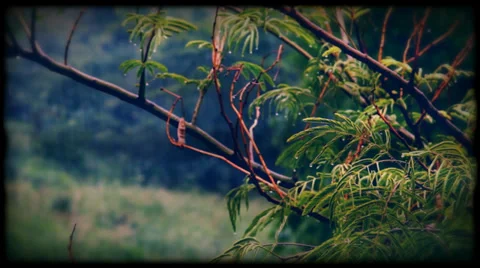 Flare lightning in a summer forest rain gear Stock Footage 33879224