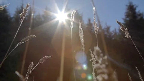 Flare on Plant in Forest Stock-Footage 69912297
