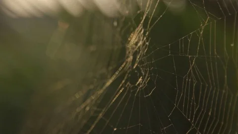 Flare the spider silk Stock Footage 72383243