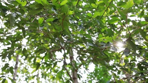 Flare sun Stock Footage 88317595