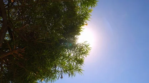 Flare of the sun Video stock 107305598