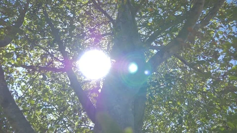 Flare from the sun through the branches in roll movement. Video stock 86204301