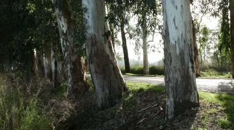 Flare of Sunbeams Over Tree Trunks. 4k Stock Footage 61278335