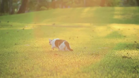 Flare Sunlight in Evening Cat Focus and Hunting Bird in Park Stock Footage 153578712