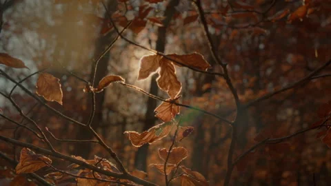Flare through the beech leaves. Crane down shoot Stock Footage 253502310