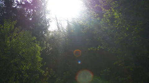 Flare tracking foliage Stock Footage 37798270