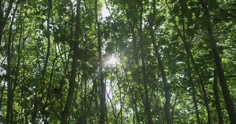 Flare trought Forrest 4K Stock Footage 80532558