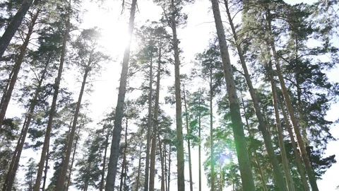 Flare in wood Stock Footage