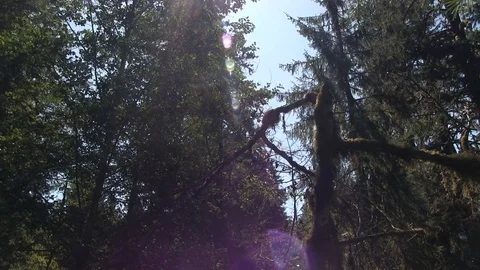 Flared Moss Stock Footage 119892747