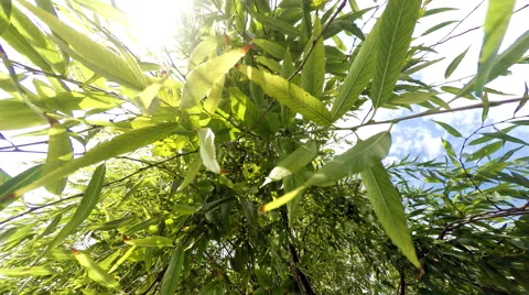 Flares through Tree Branch 4K UHD Stock Footage 46702039
