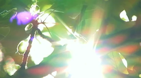 Flares through Tree Branch HD Video stock 41235160