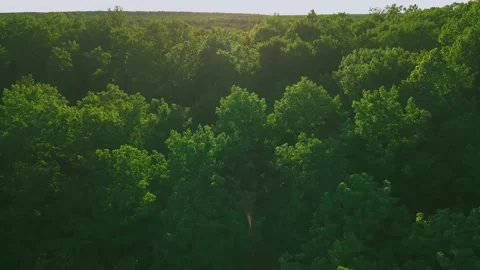 Flaring trees Stock Footage 229318298