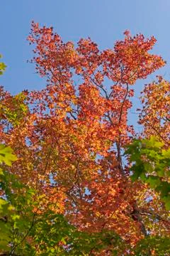 A Flash of Color in the Canopy Stockfoto's