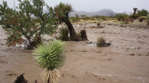 Flash Flood in the Desert Stock Footage