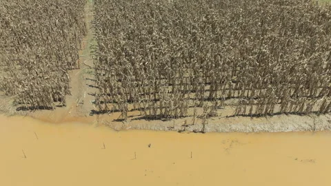 Flash flood destroys corn and vegetable crop in Southeast asia. Stock-Footage 286041814