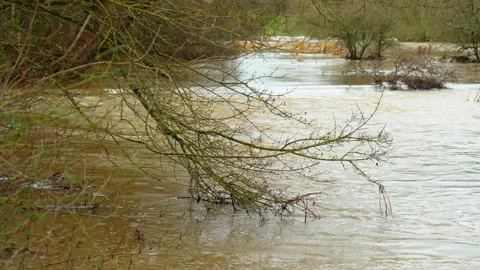Flash flood river surge after heavy rainfall submerging tree branches and Видео 331159681