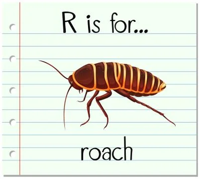Flashcard letter R is for roach Stock Illustration