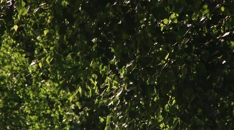 Flashes of Light on Windy Leaves Stock Footage 46113891