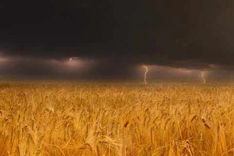 Flashes of lightning over a wheat and barley field on a summer day. Landscape Stock Photos