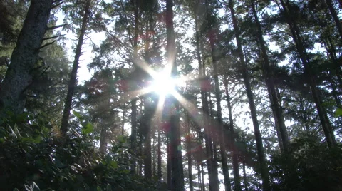 Flashing Light in Tall Tree Forest Stock Footage 56526882