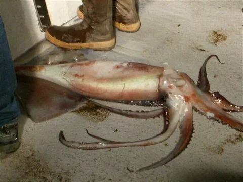 Flashing Squid Stock Footage 623265