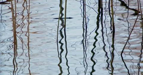 Flashing water surface with reflections of plants Stock Footage 294937487