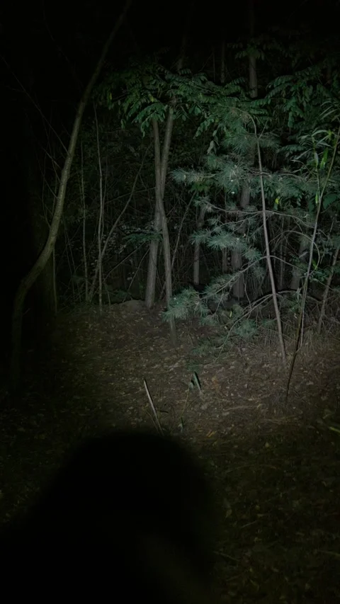 Flashlight Beam Illuminating Tree Trunk in Dark Forest Night Exploration 库存影片 345169377