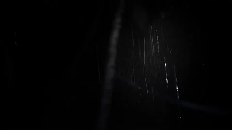 Flashlight in the dark from the first person, palm trees night in the rain Stock Footage 202286613